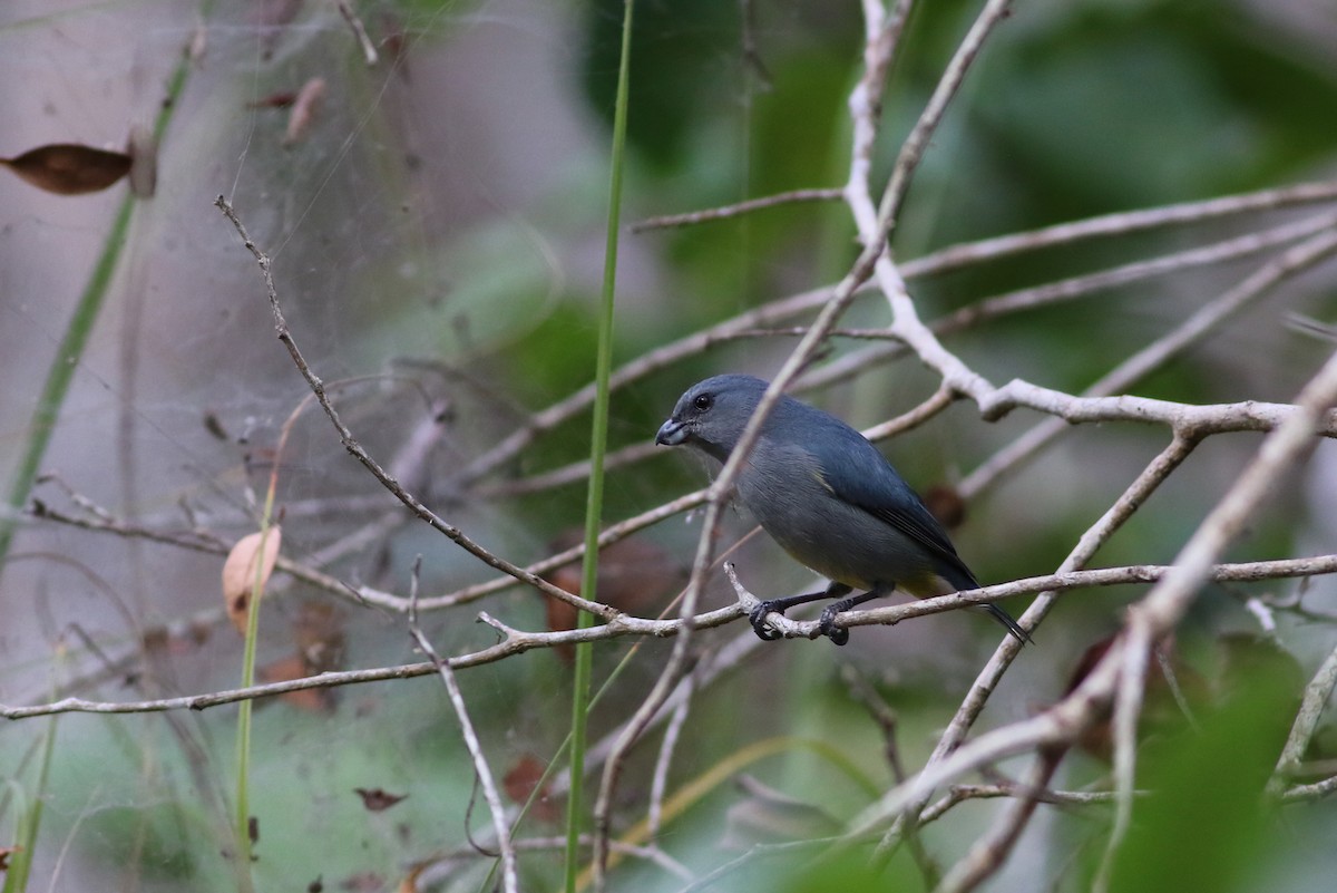 Jamaican Euphonia - ML140921971