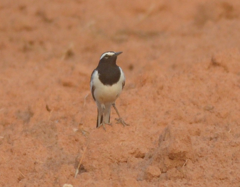 White-browed Wagtail - ML140922971