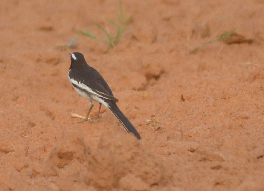 White-browed Wagtail - ML140922981