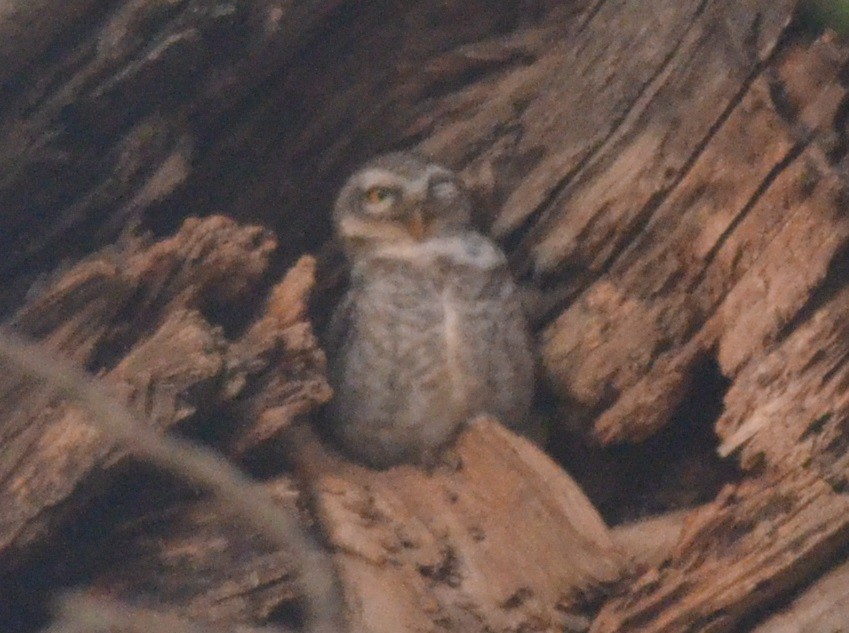 Spotted Owlet - ML140923121