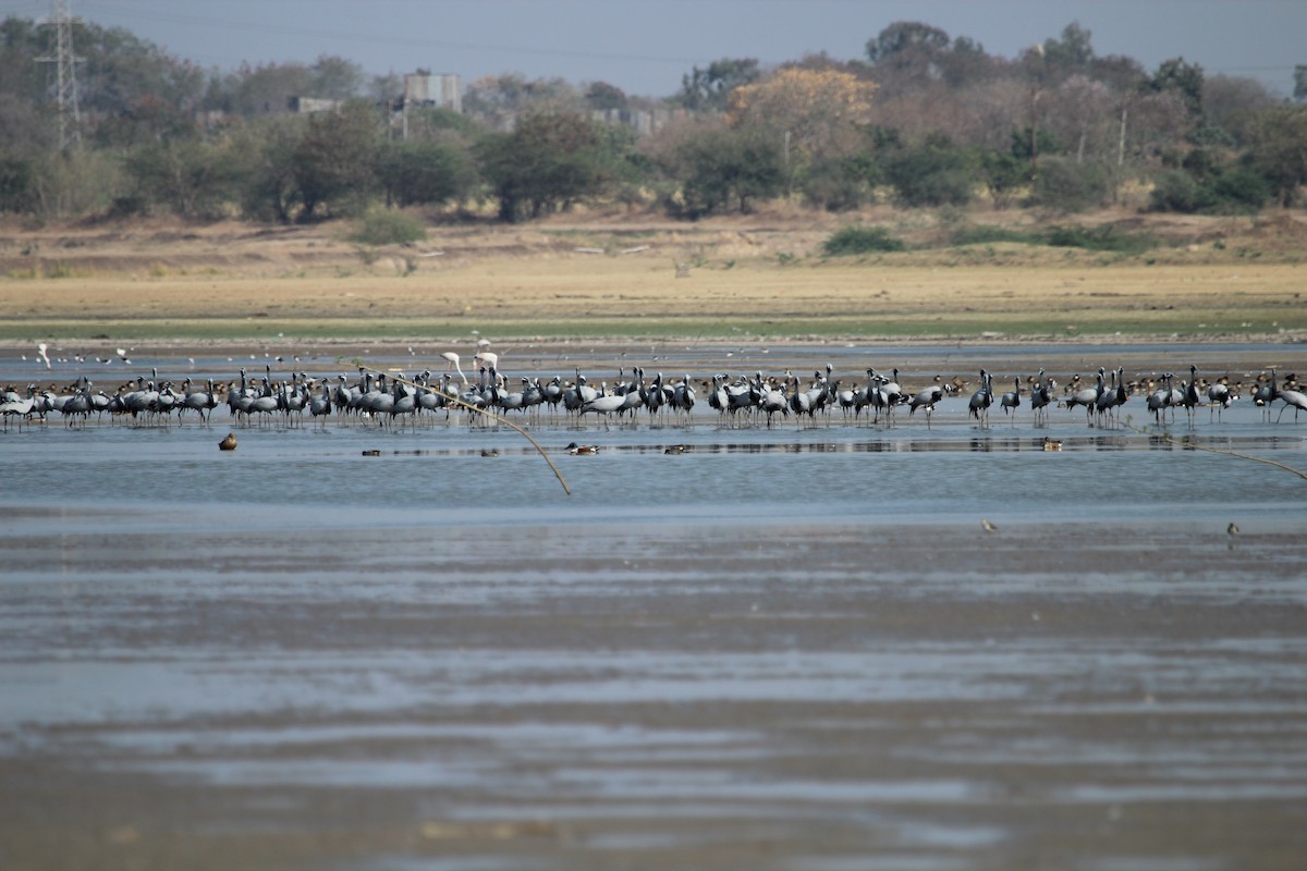 Demoiselle Crane - ML140923591