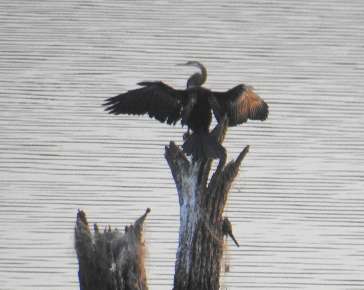 Oriental Darter - ML140923691