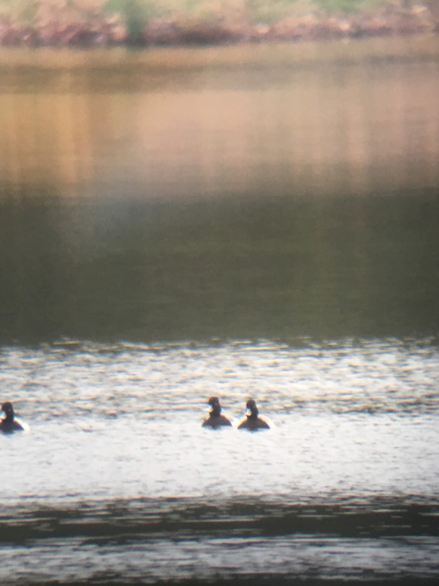 Lesser Scaup - ML140923731