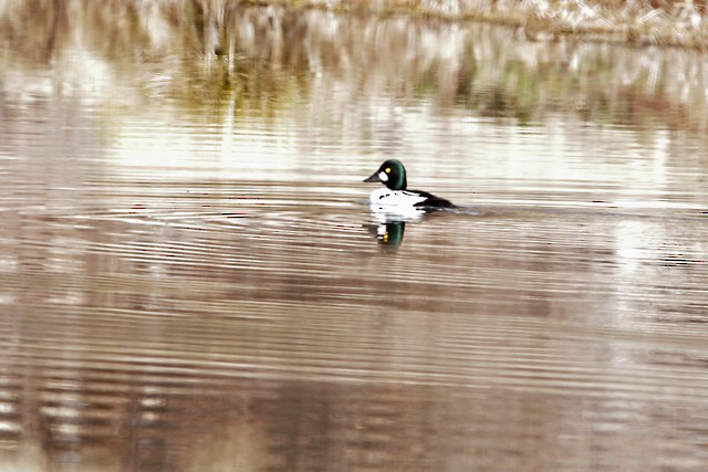 Common Goldeneye - ML140924041