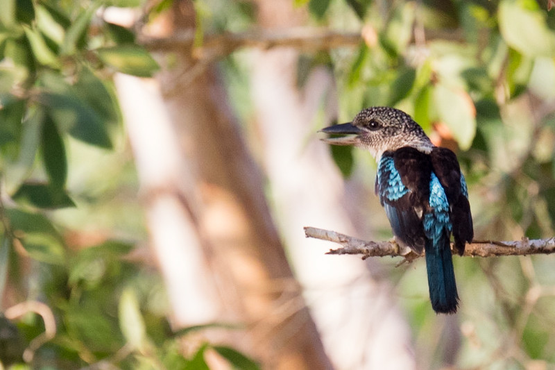 Spangled Kookaburra - ML140924231