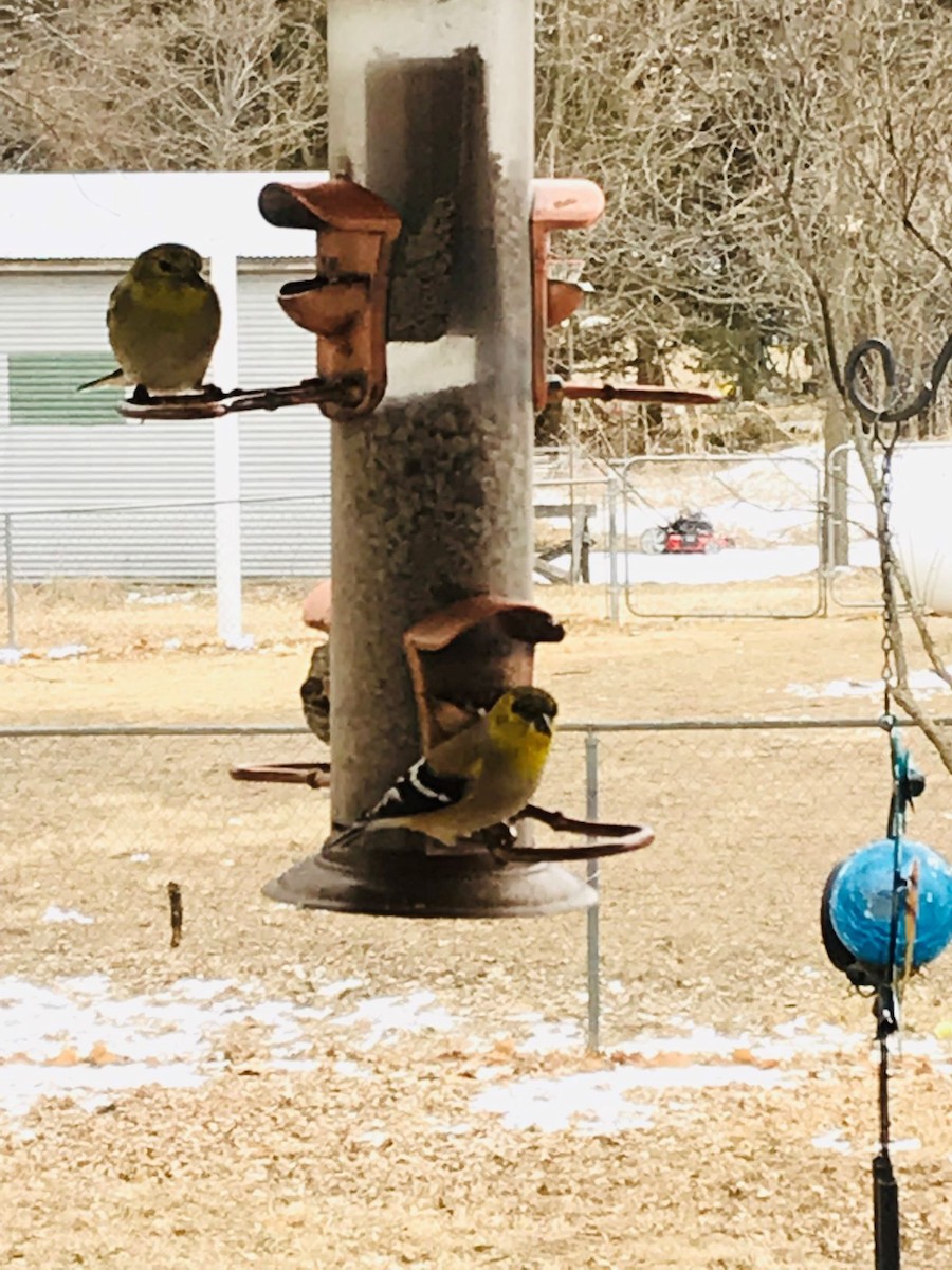 American Goldfinch - ML140924401