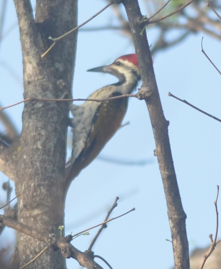 Black-rumped Flameback - ML140924421