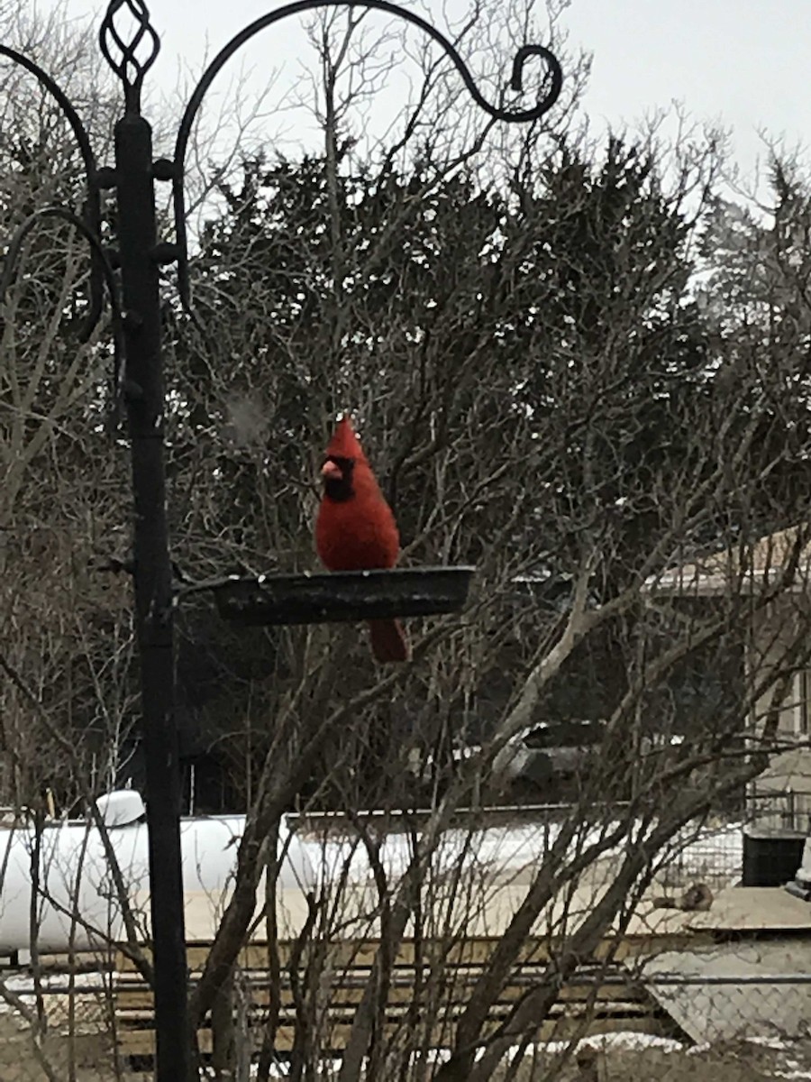 Northern Cardinal - ML140924571