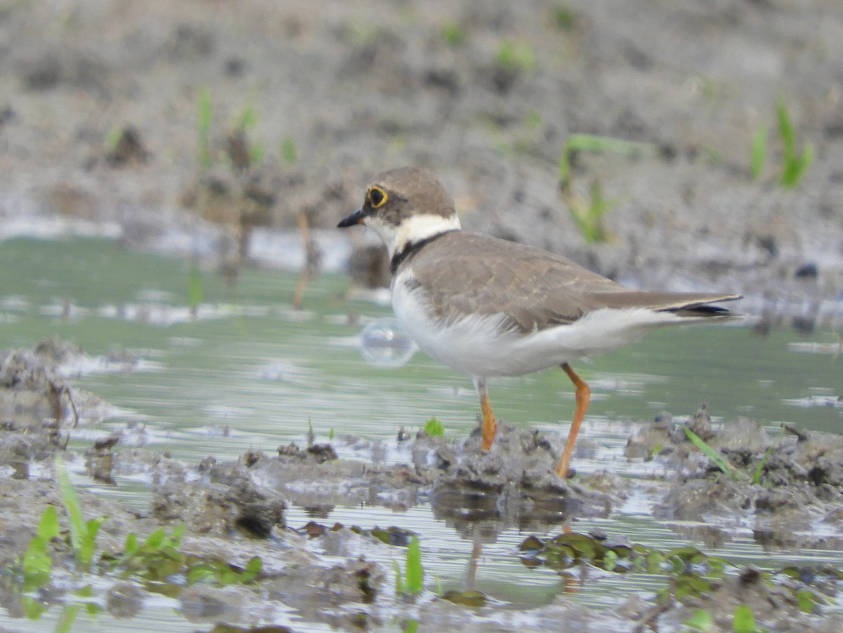 Little Ringed Plover - ML140924591