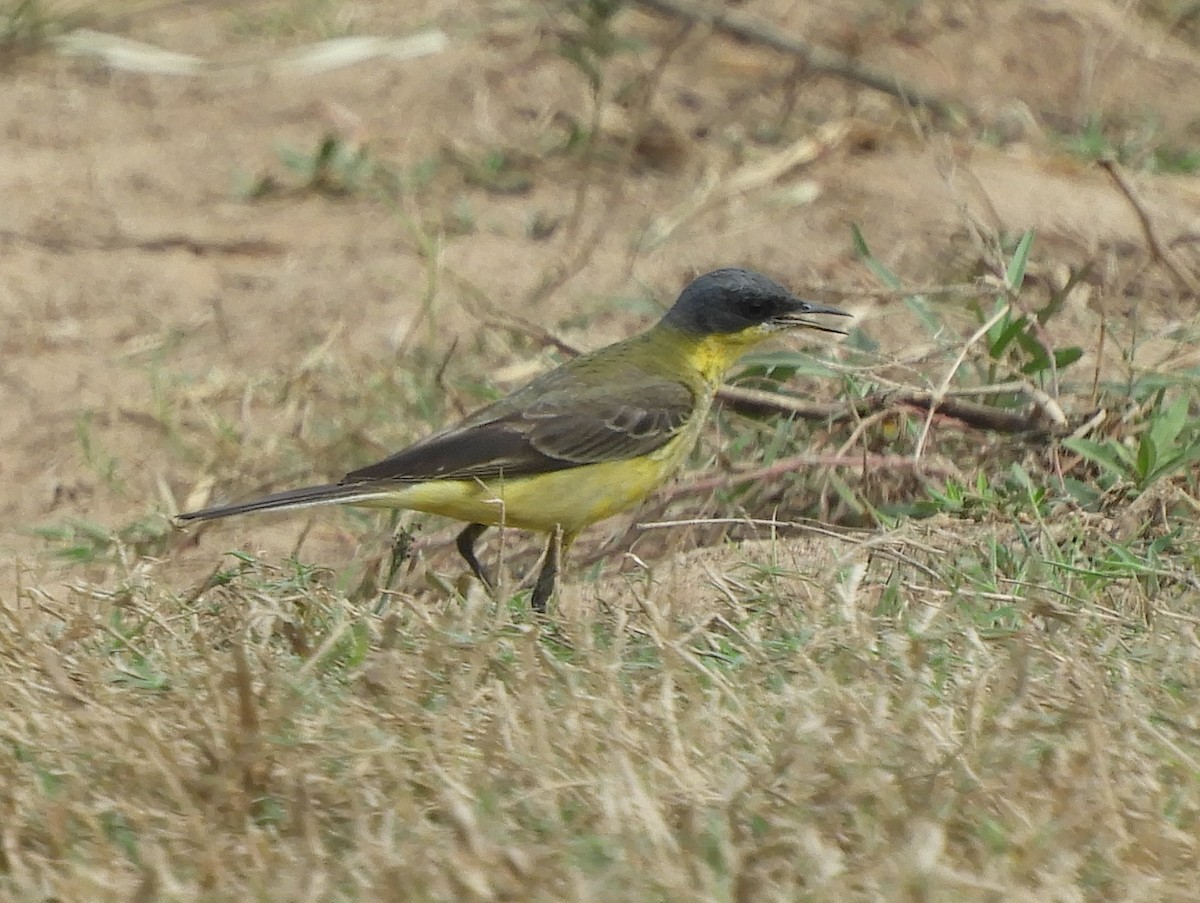 Western Yellow Wagtail - ML140924611