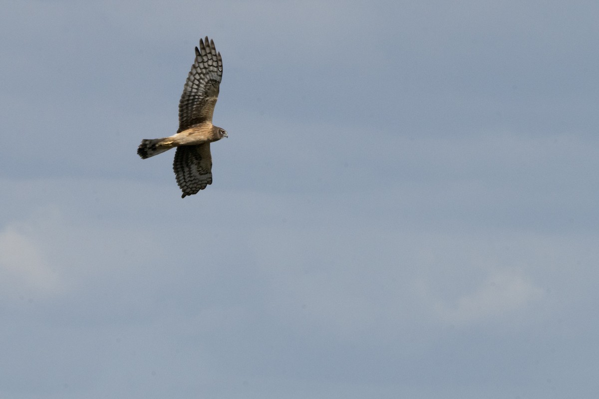 Northern Harrier - ML140924651