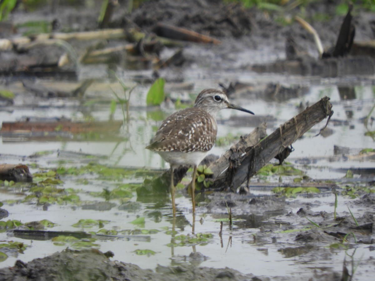 Wood Sandpiper - ML140924691