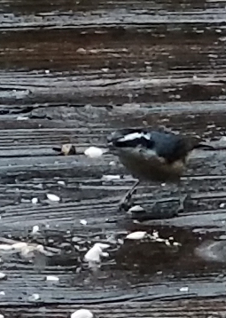 Red-breasted Nuthatch - Sarah McCrory