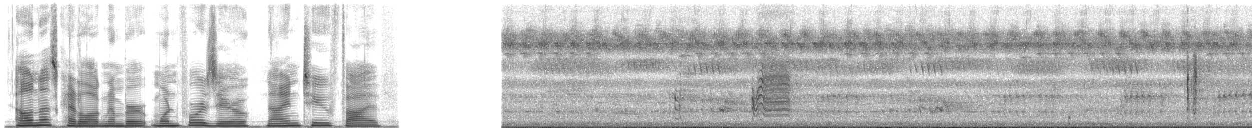 Velvet-mantled Drongo (Fanti) - ML140925