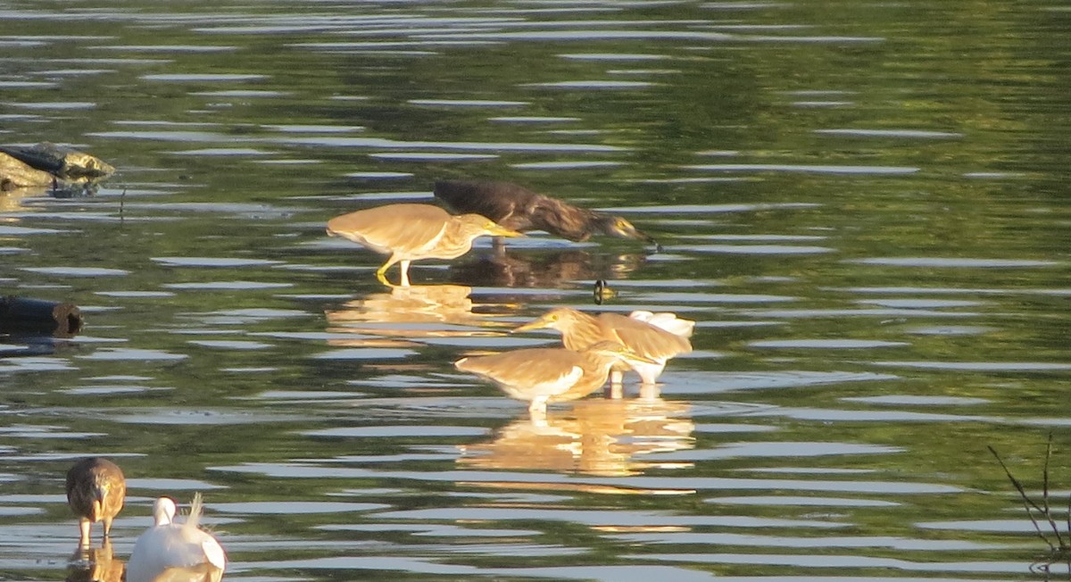 Javan Pond-Heron - ML140925271