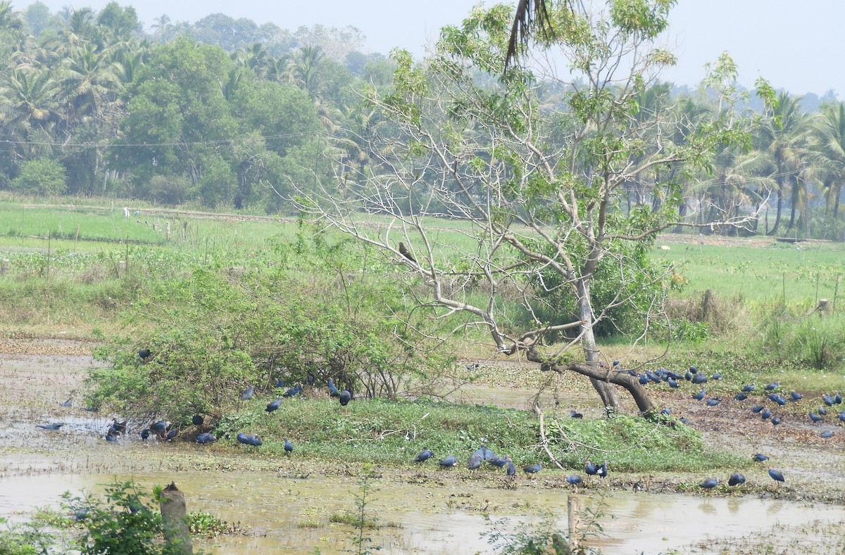 Gray-headed Swamphen - ML140925301