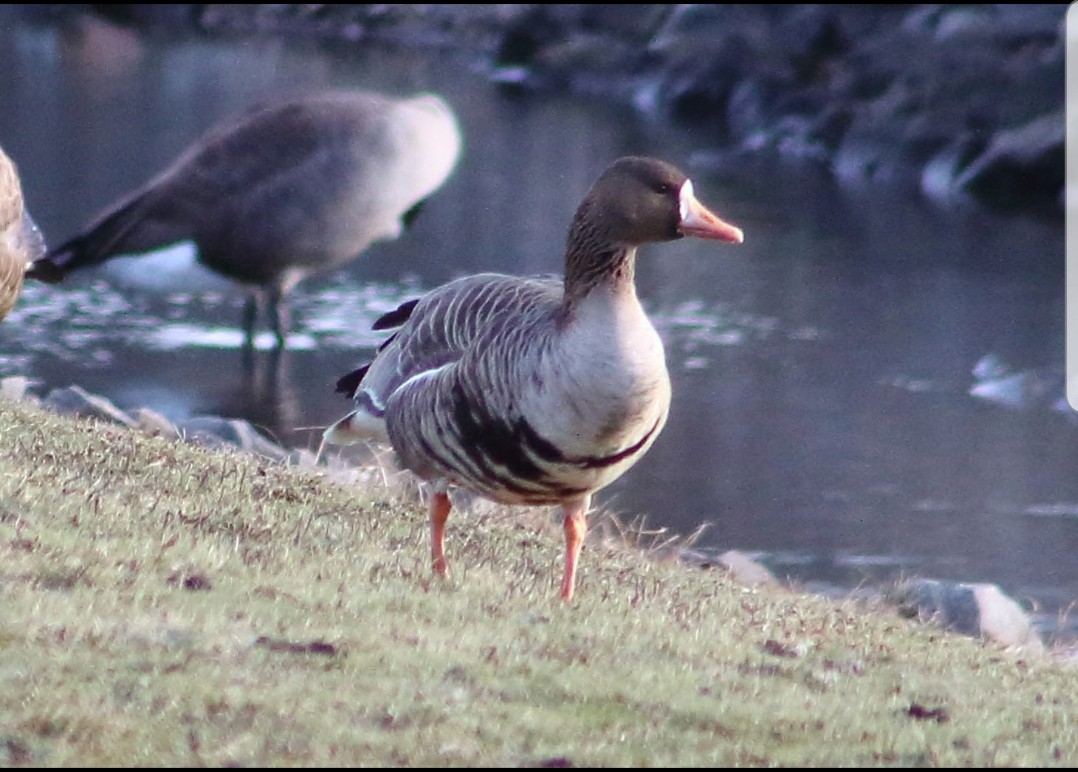 Greater White-fronted Goose - ML140925421