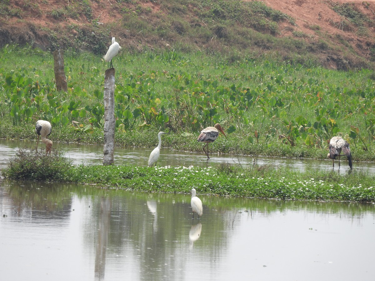 Painted Stork - ML140925481