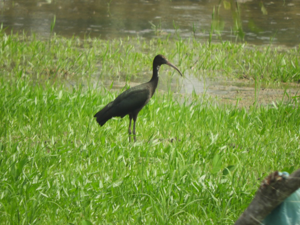 ibis hnědý - ML140926061