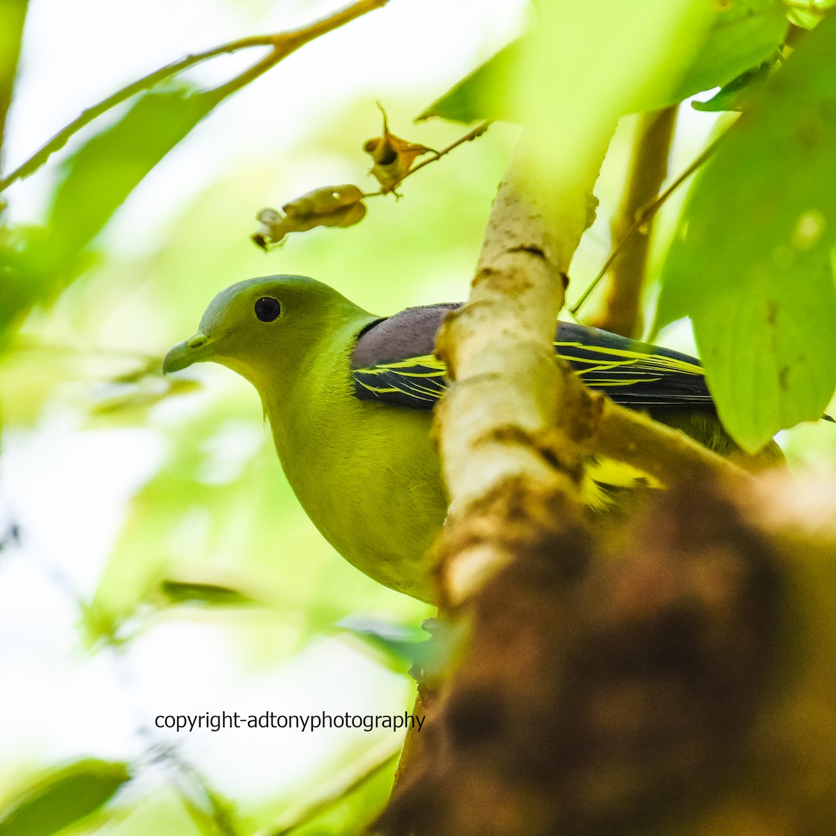 Gray-fronted Green-Pigeon - ML140926111