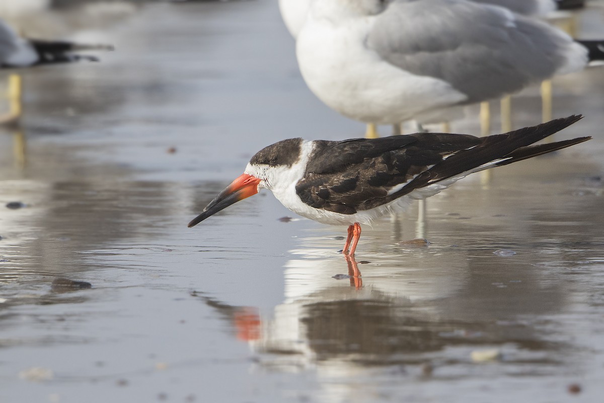 Black Skimmer - ML140926321