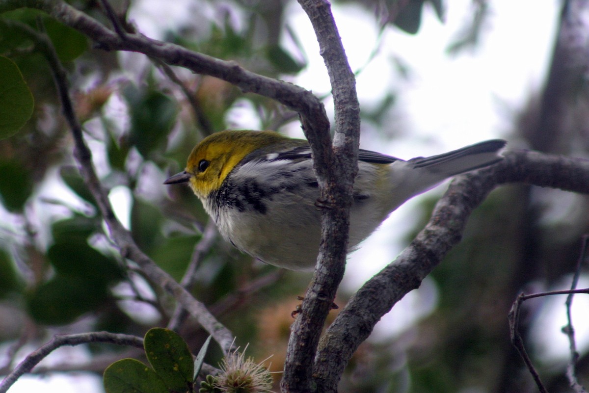 Black-throated Green Warbler - Hansel Herrera