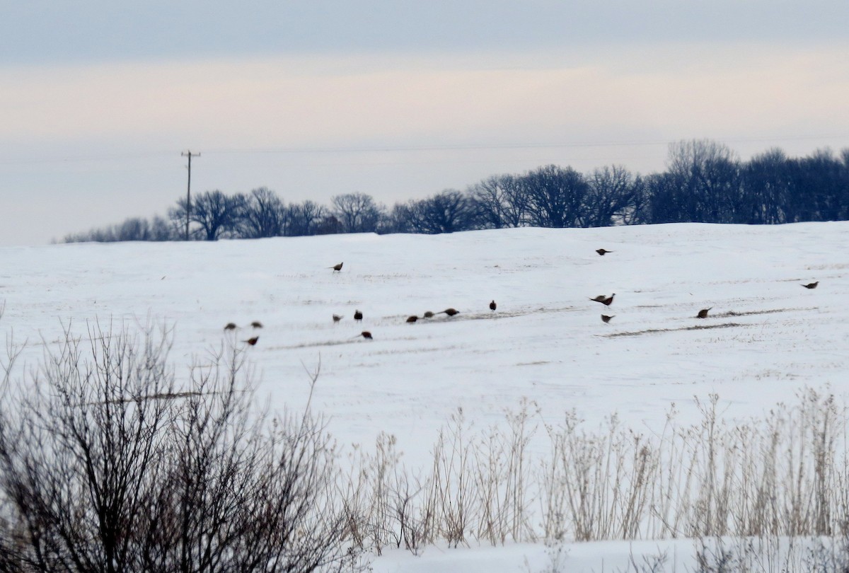 Ring-necked Pheasant - ML140927811