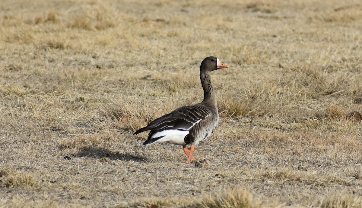 Greater White-fronted Goose - ML140929381