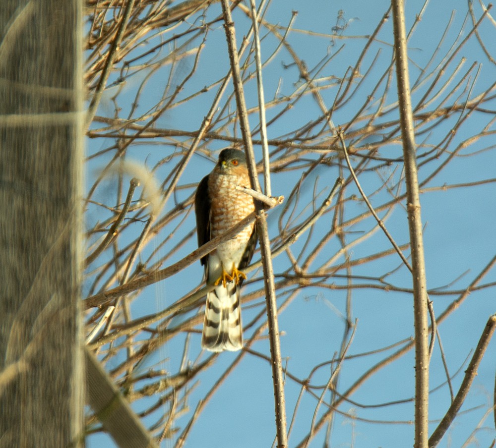 Sharp-shinned Hawk - Jack and Shirley Foreman