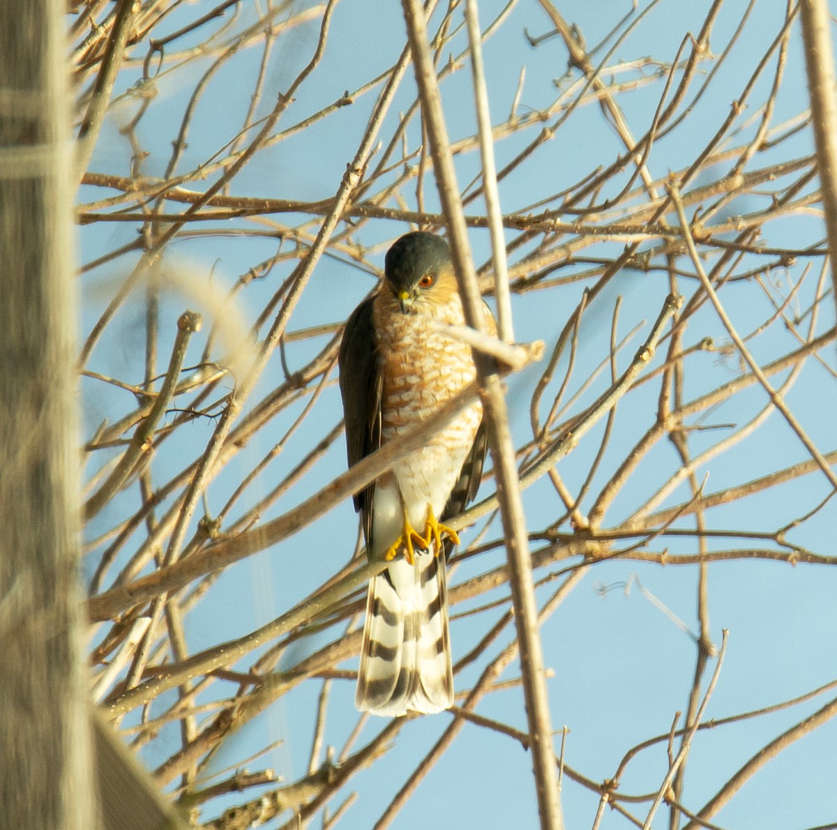 Sharp-shinned Hawk - ML140930001