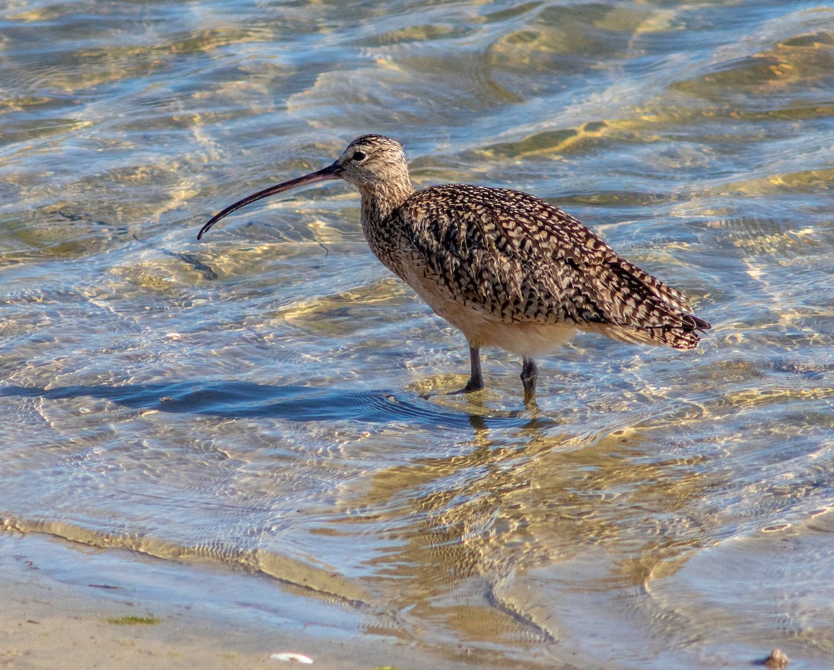 Long-billed Curlew - Ben  Valdez