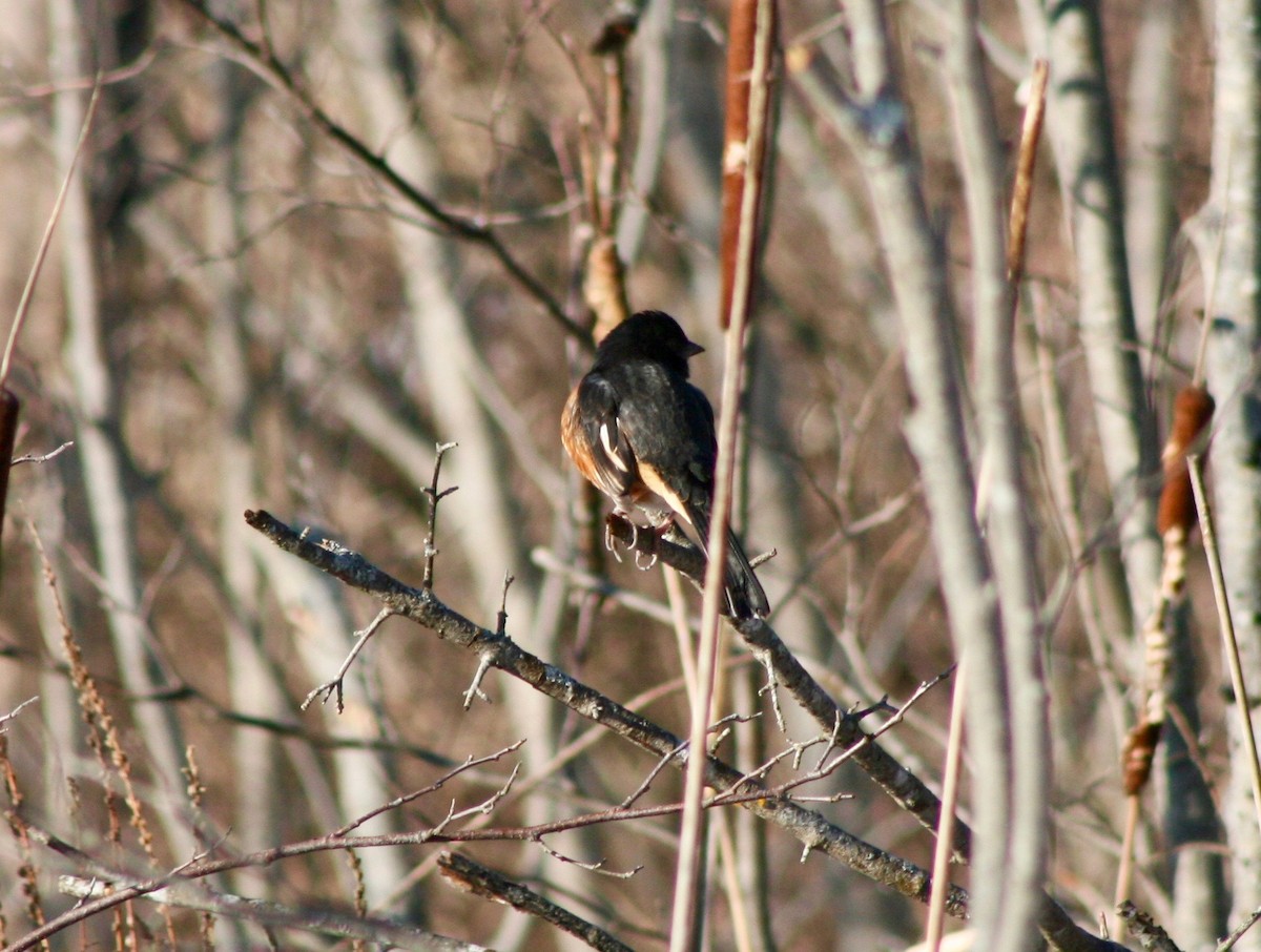 Eastern Towhee - Deanna Prince