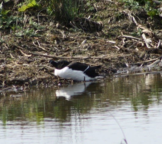 Razorbill - ML140930701