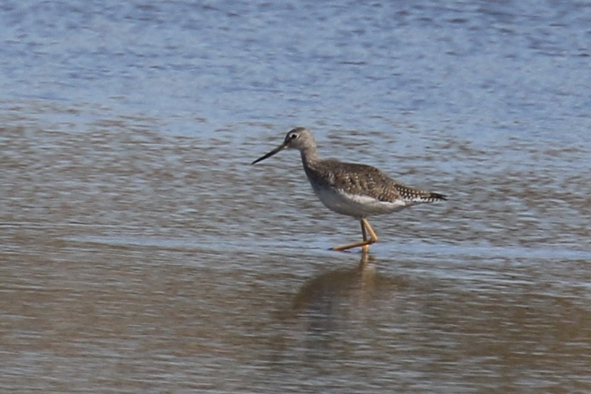 Greater Yellowlegs - Andy Sanford