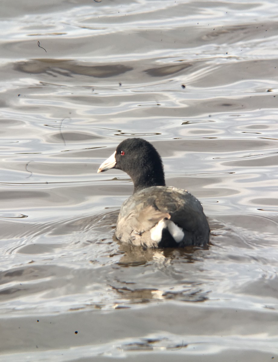 American Coot - ML140932271