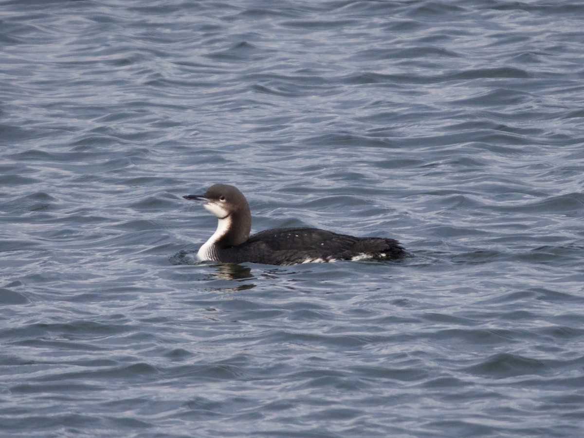 Pacific Loon - ML140932441