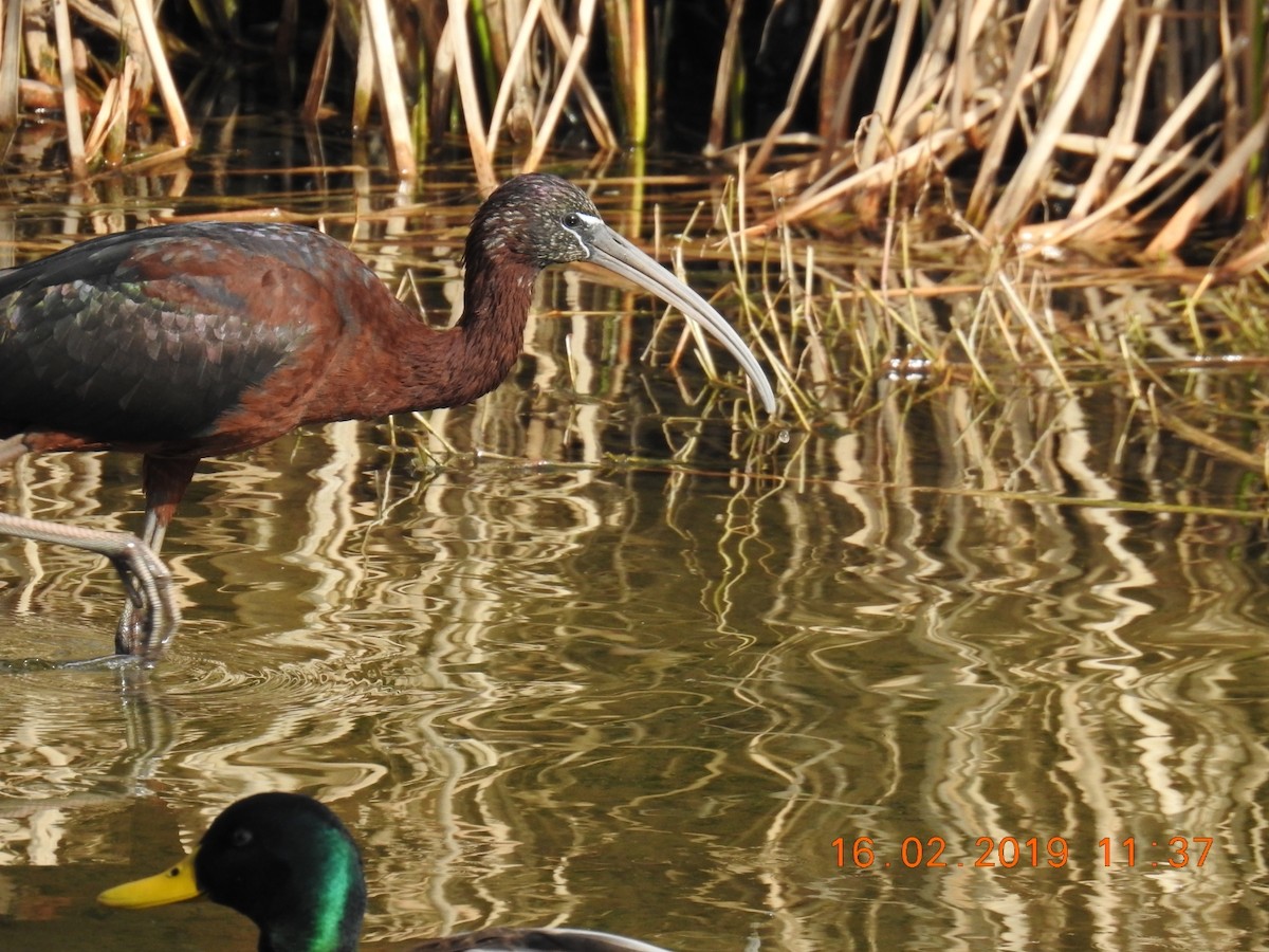 Glossy Ibis - Francisco Antonio  Prieto Godoy