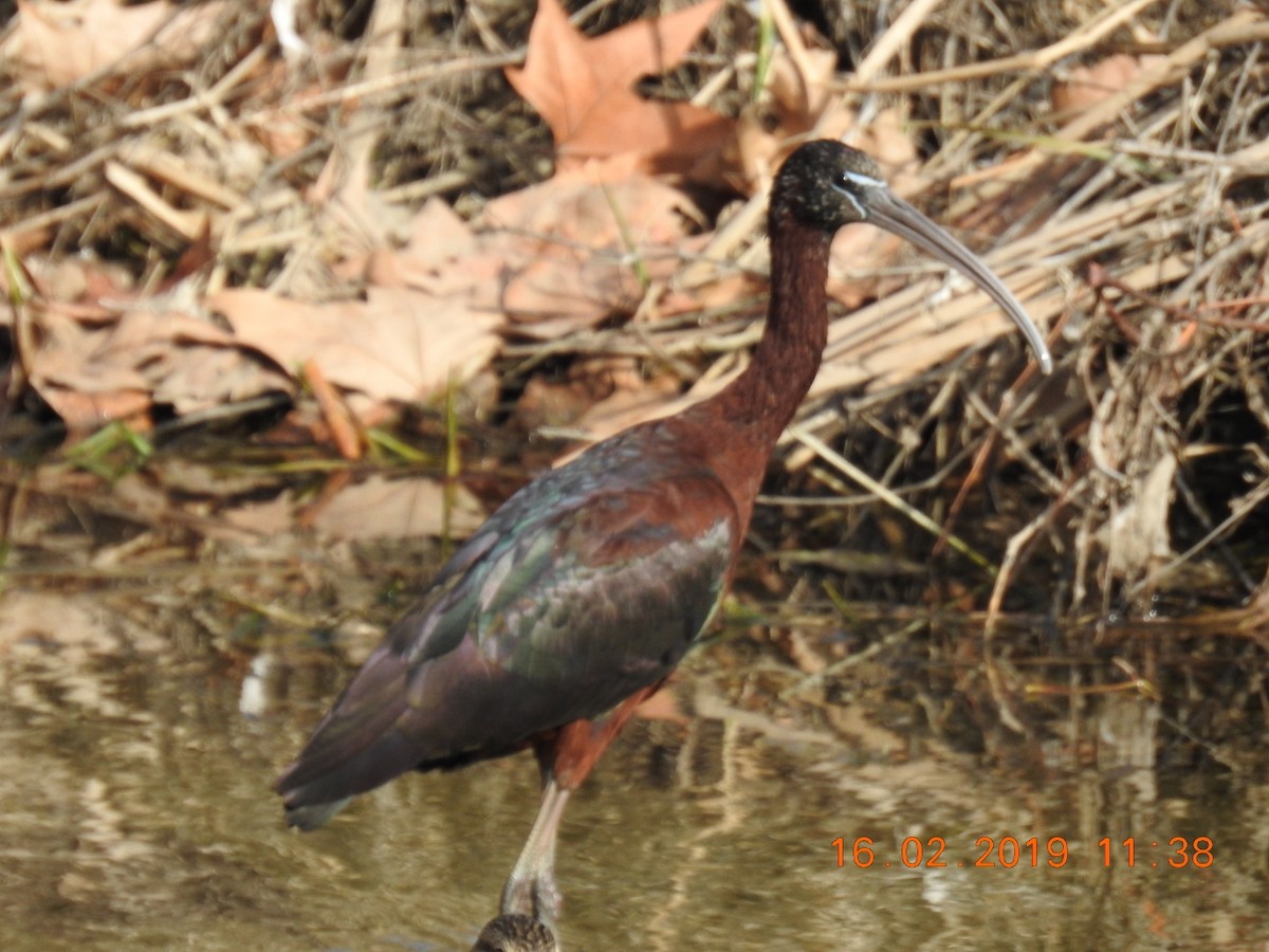 ibis hnědý - ML140932881