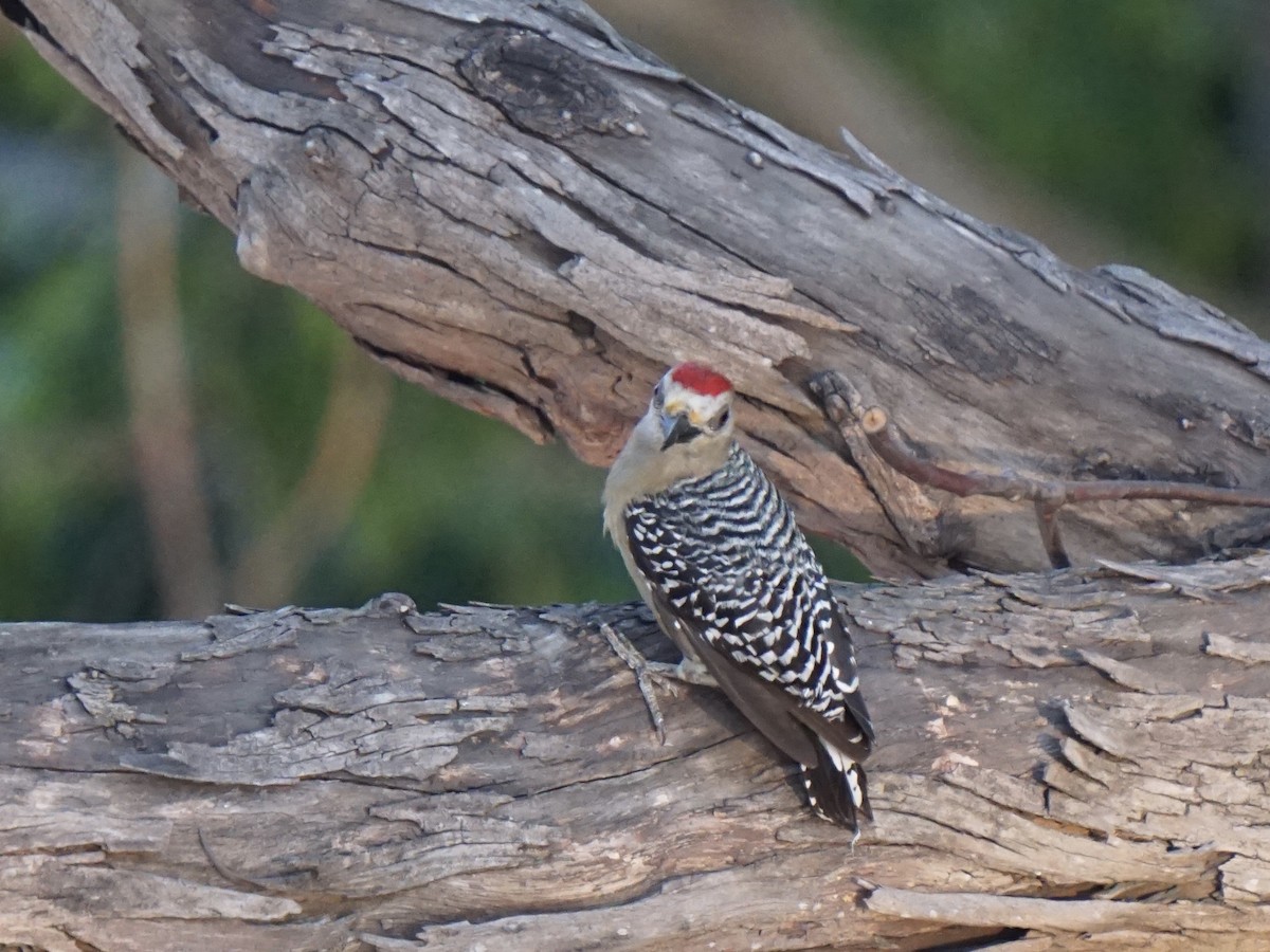 Red-crowned Woodpecker - Julia De La Fuente Caussin