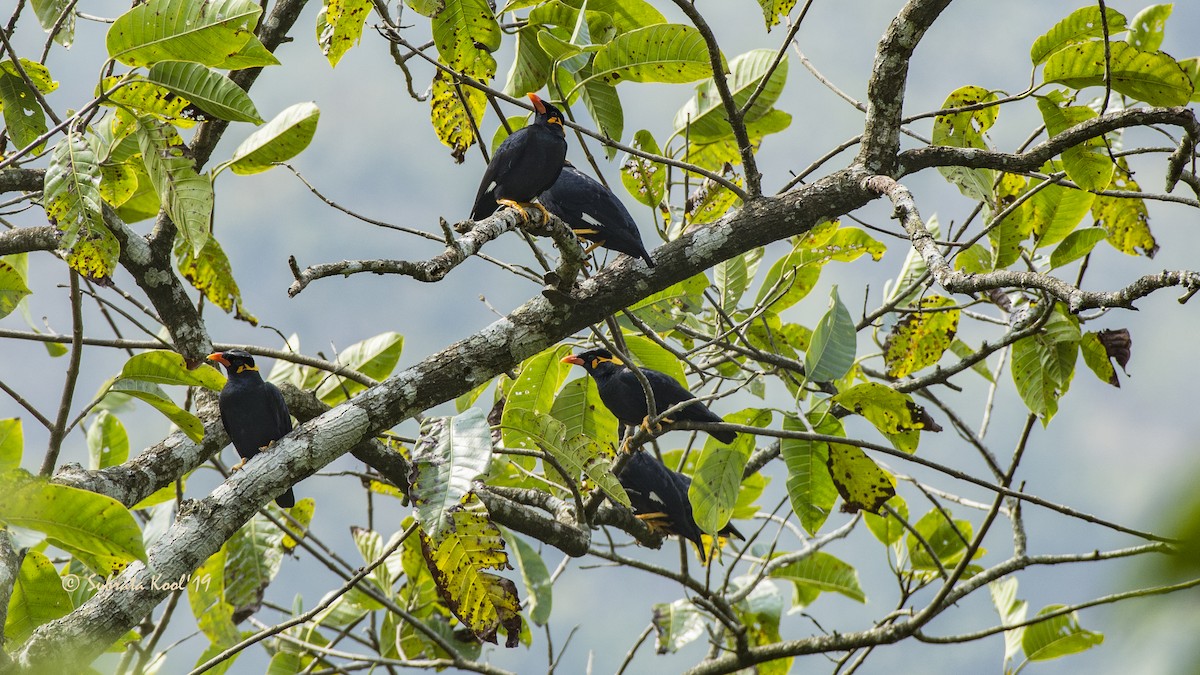 Common Hill Myna - Subrata Kool