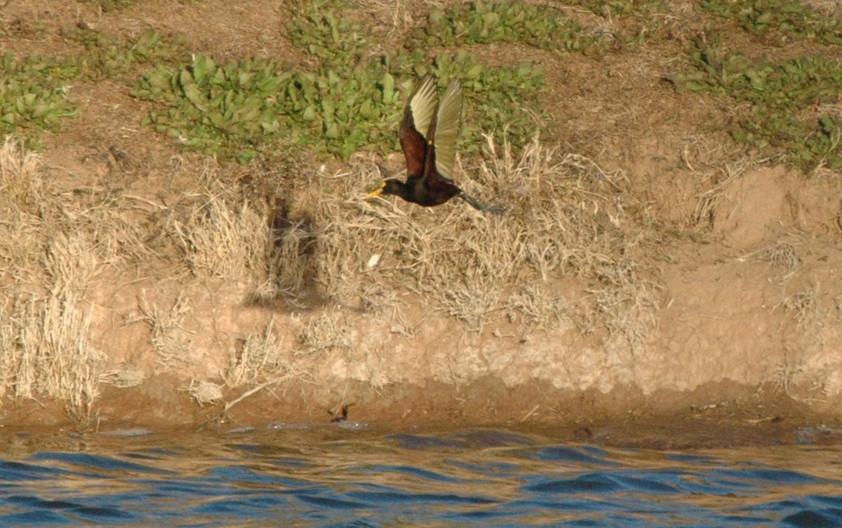 Northern Jacana - ML140935621