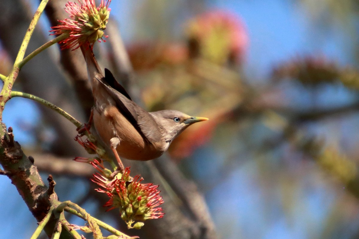 Chestnut-tailed Starling - ML140936671