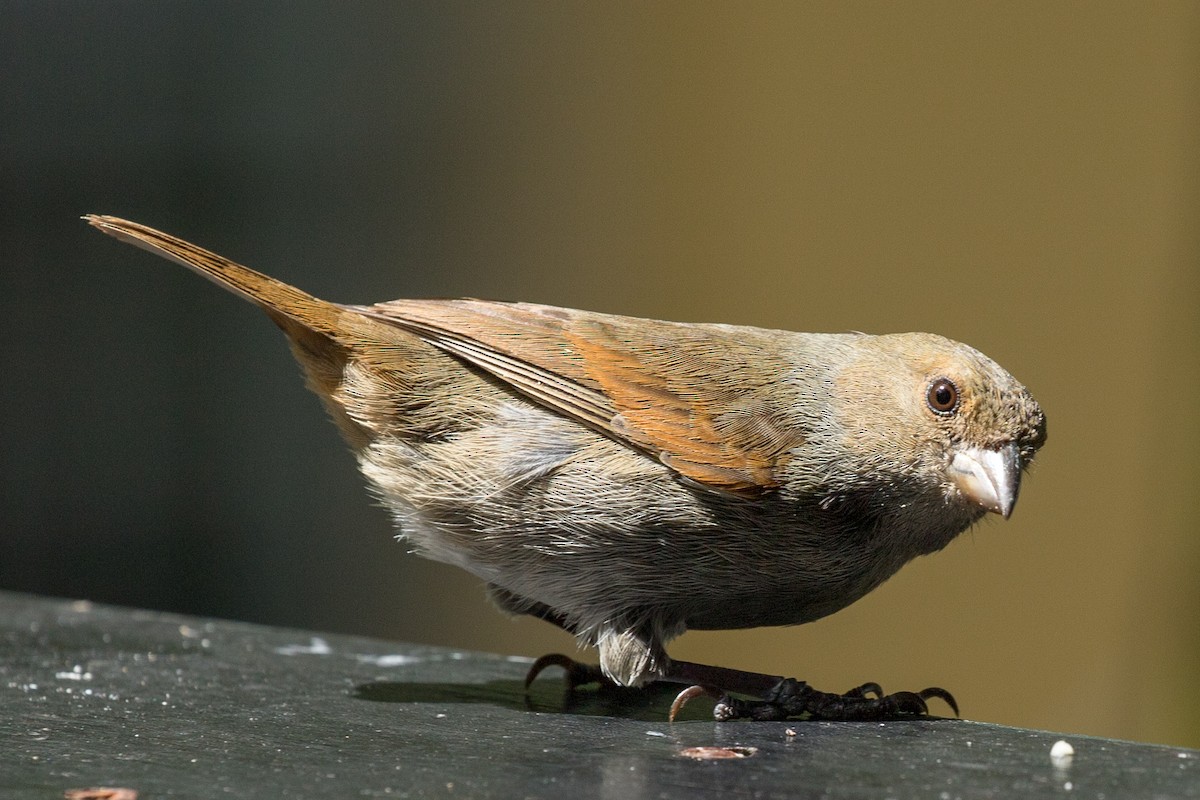 Lesser Antillean Bullfinch - MarieRoyer Royer