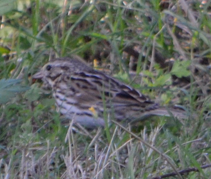 Passerellidae sp. (sparrow sp.) - ML140939121