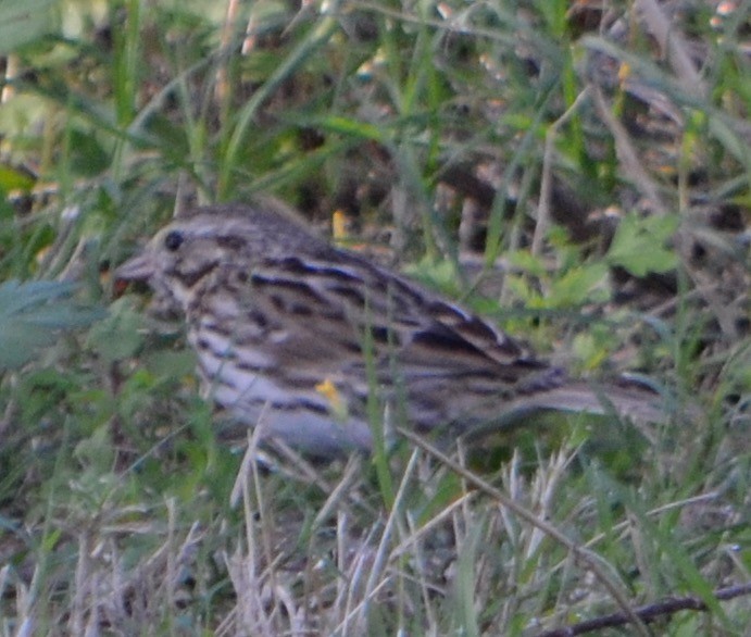 new world sparrow sp. - ML140939121