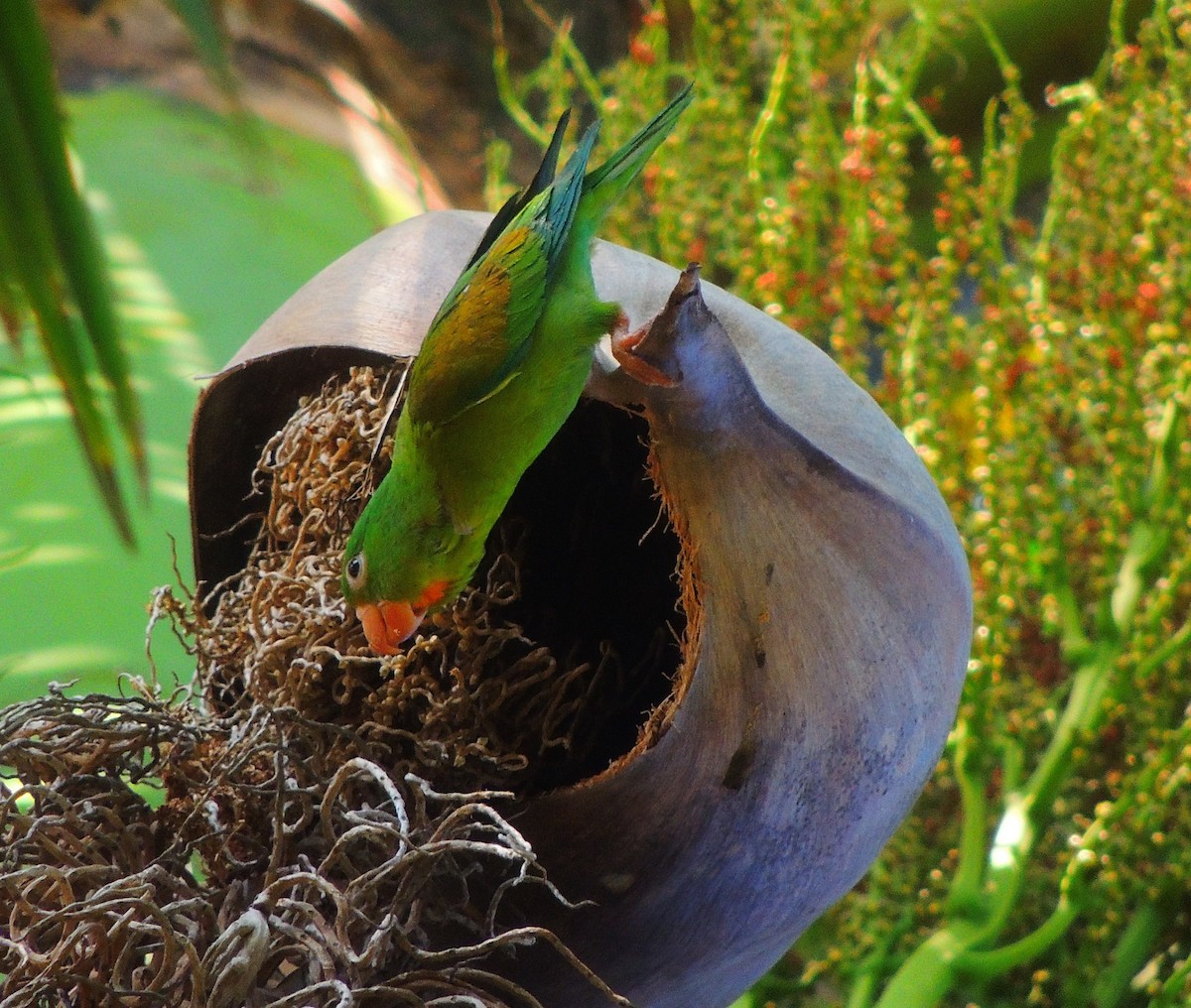 Orange-chinned Parakeet - ML140939251