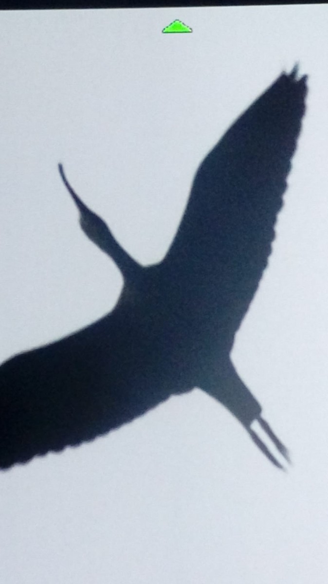 ibis hnědý - ML140940611