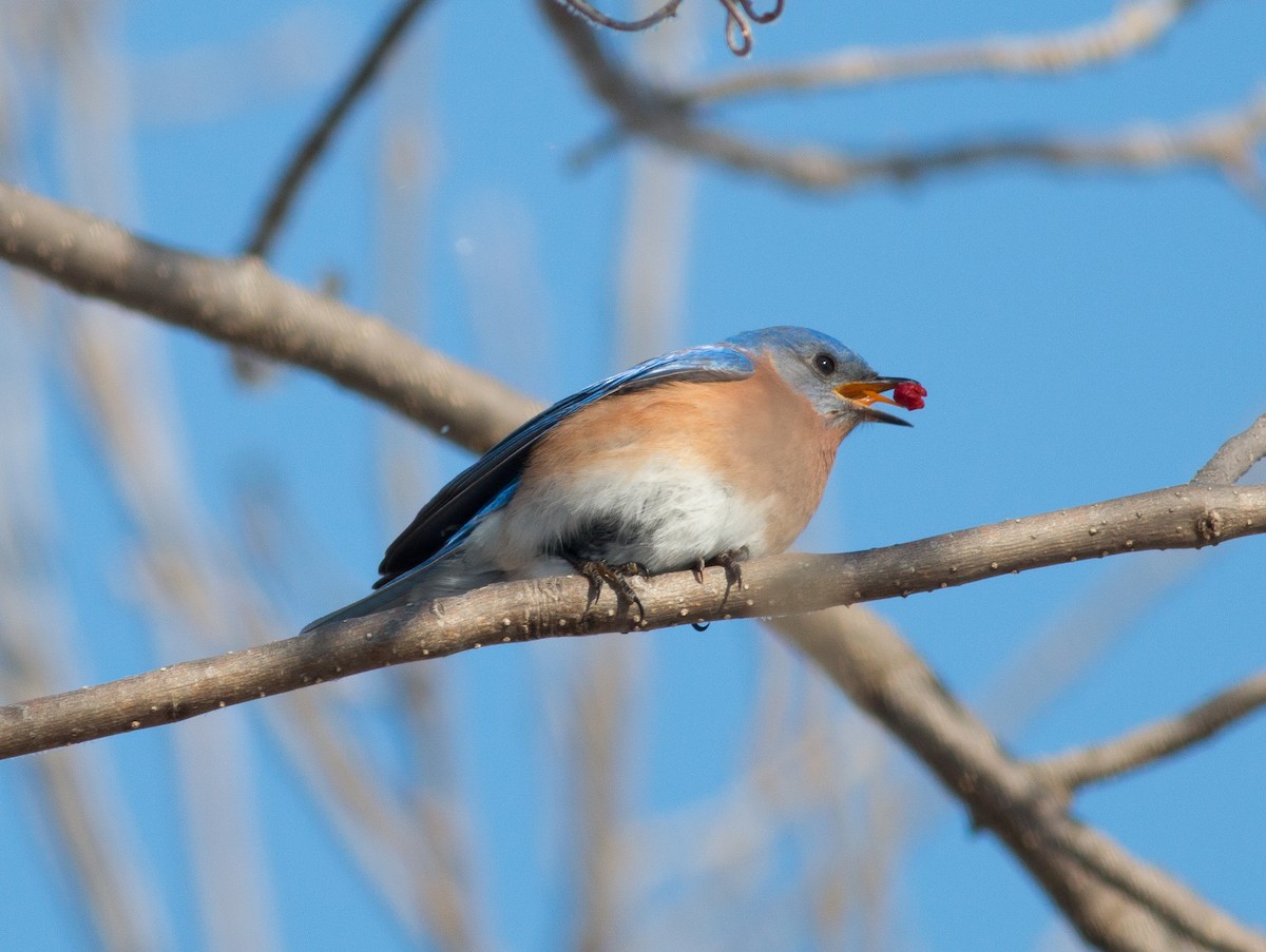 Eastern Bluebird - ML140940931