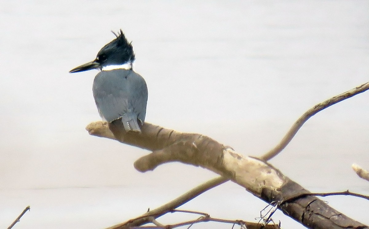 Belted Kingfisher - ML140941021