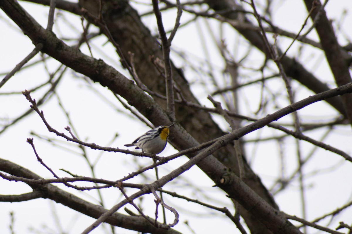 Yellow-throated Warbler - ML140941171